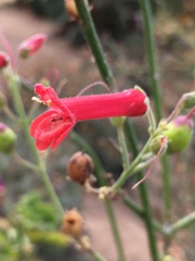 Gambelia juncea