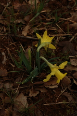 Narcissus minor