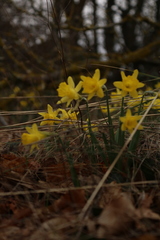 Narcissus minor