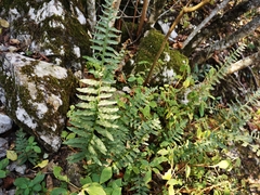 Polypodium plesiosorum