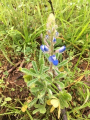 Lupinus subcarnosus