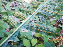 Polypodium plesiosorum
