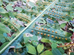 Polypodium plesiosorum