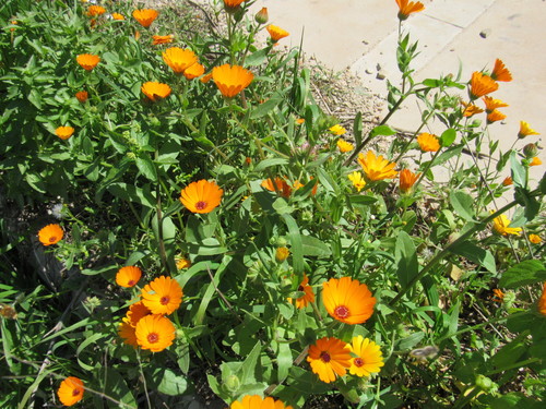 Image of Calendula stellata by (c) Santiago Martín-Bravo, some rights reserved (CC BY)
