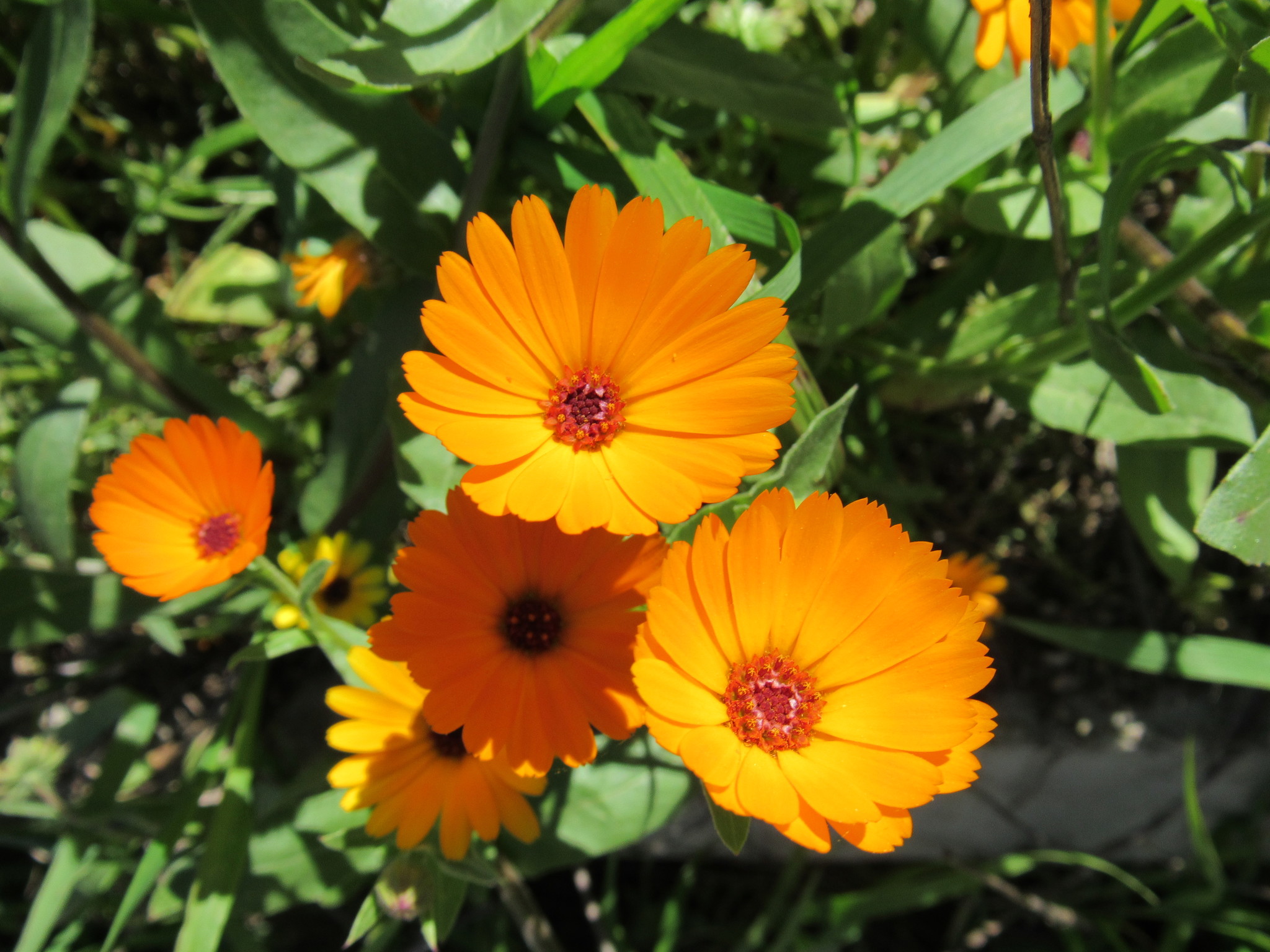 Calendula