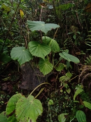 Begonia multistaminea