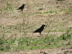 Corvus monedula
