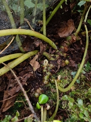 Begonia multistaminea
