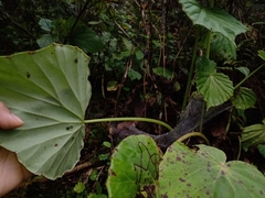 Begonia multistaminea
