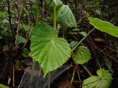 Begonia multistaminea