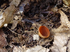 Dumontinia tuberosa