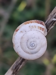 Theba pisana