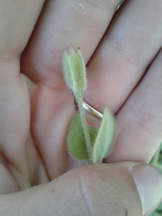 Lonicera hispidula