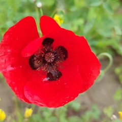 Papaver umbonatum