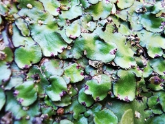 Plagiochasma crenulatum