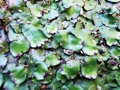 Plagiochasma crenulatum