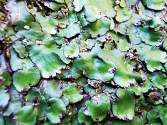 Plagiochasma crenulatum