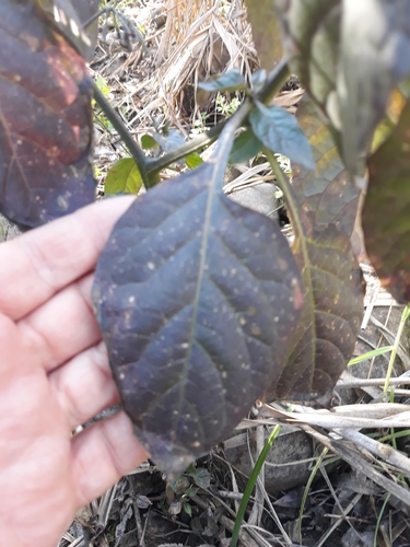 Solanum nigrum image