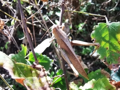 Schistocerca impleta