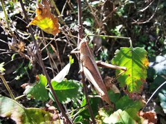 Schistocerca impleta