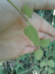 Lonicera hispidula