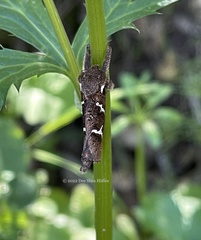 Phymatopus californicus