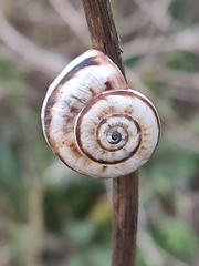 Theba pisana