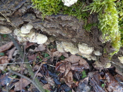 Basidiomycota