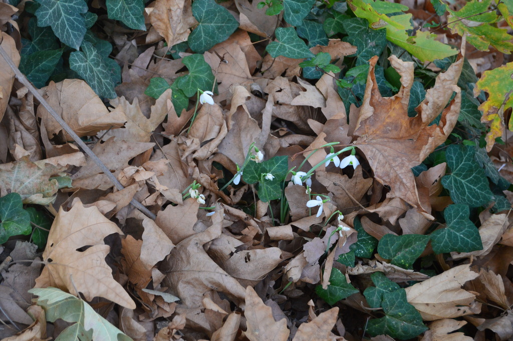 Snowdrop (Galanthus peshmenii)