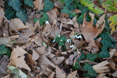Galanthus peshmenii