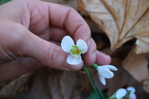 Galanthus peshmenii, photograph 3