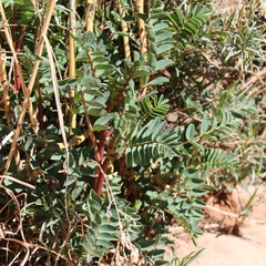 Astragalus praelongus
