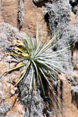 Viridantha
