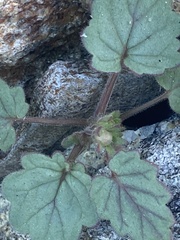Phacelia campanularia campanularia