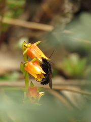 Bombus pauloensis