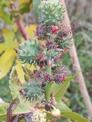 Ricinus communis