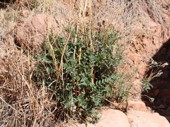 Astragalus praelongus