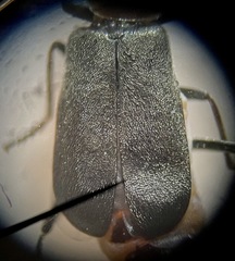 Nodopus flavilabris