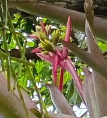 Aechmea aquilega