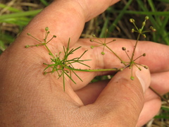 Cyclospermum leptophyllum