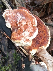 Fomitopsis pinicola