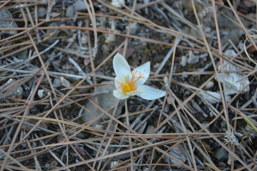 Crocus lycius, photograph 3