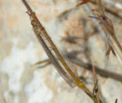 Macronemurus appendiculatus
