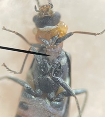 Nodopus flavilabris