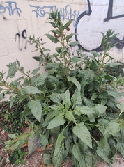 Amaranthaceae
