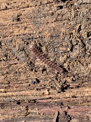 Pseudopolydesmus pinetorum