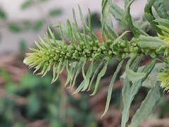 Amaranthaceae