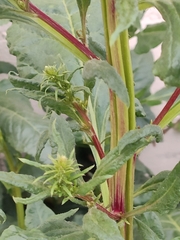 Amaranthaceae