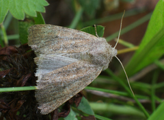 Photedes fluxa
