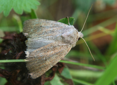 Photedes fluxa